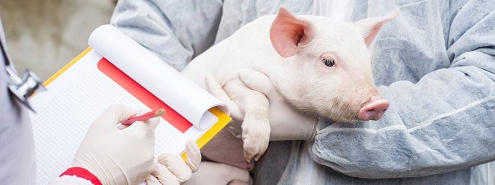 Картинка Как бизнесмены сами себе подложили свинью